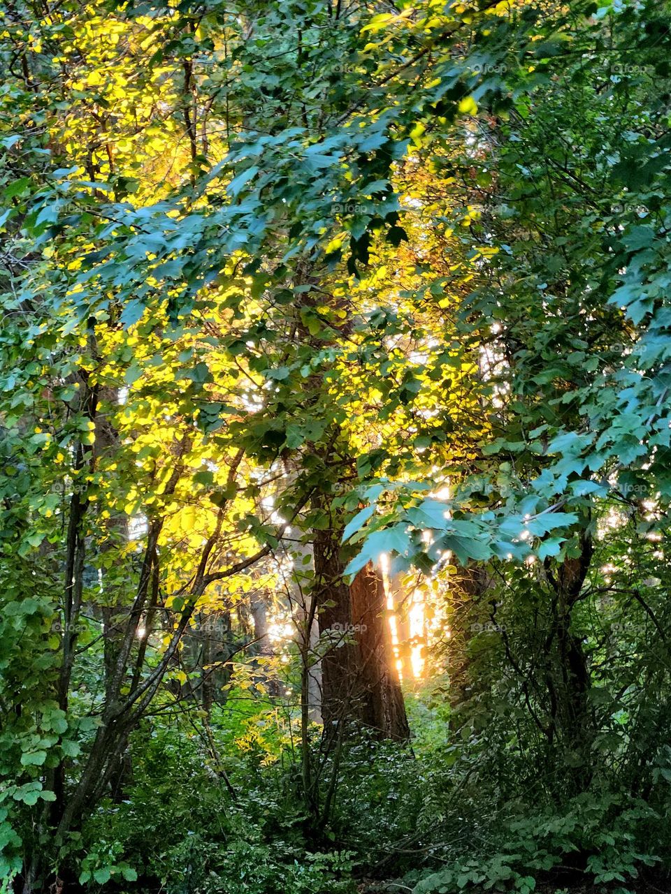 magical view of Summer evening light shining through the tall green trees of an Oregon forest