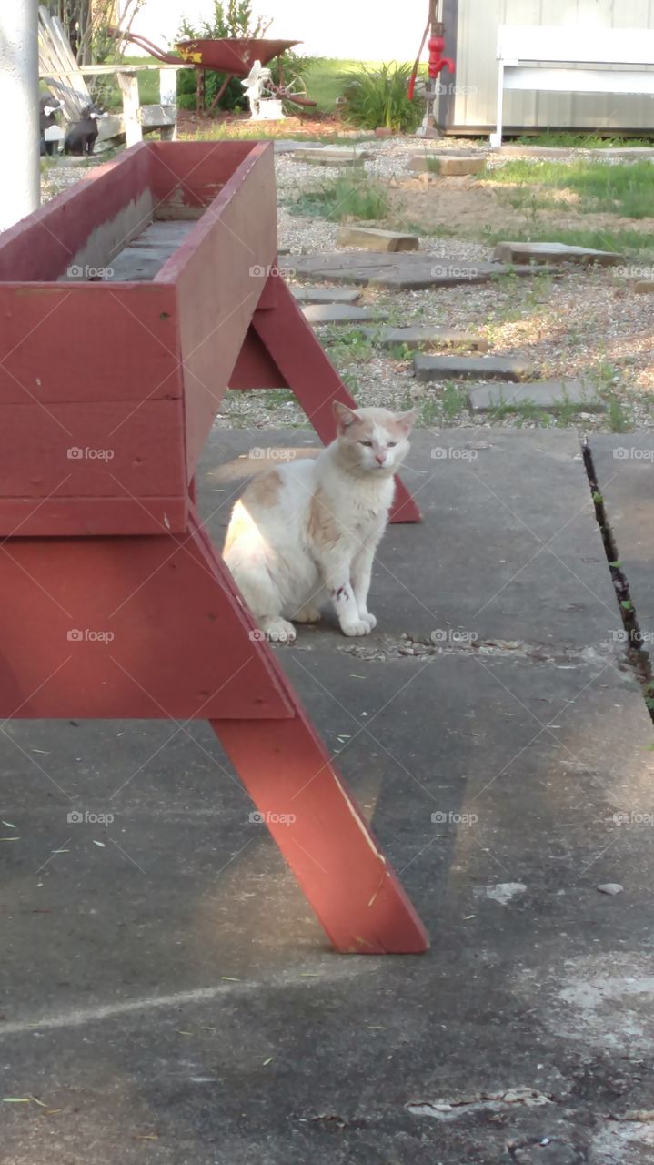 Stray orange and white cat sitting outside
