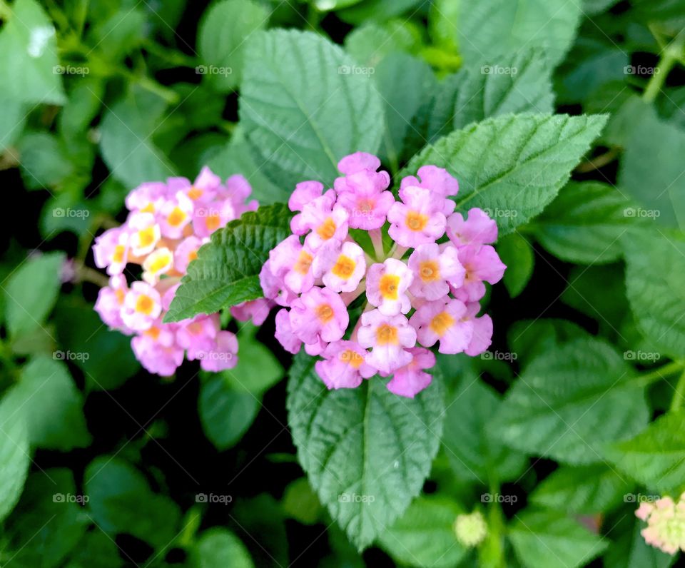 Pink Lantana Camara Flowers