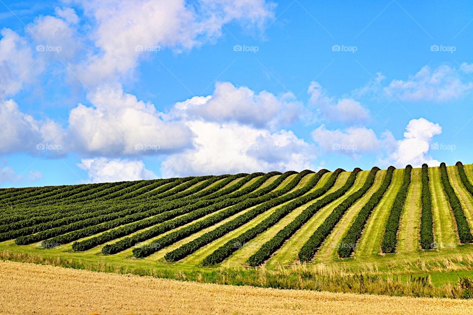 Rows of green growth!