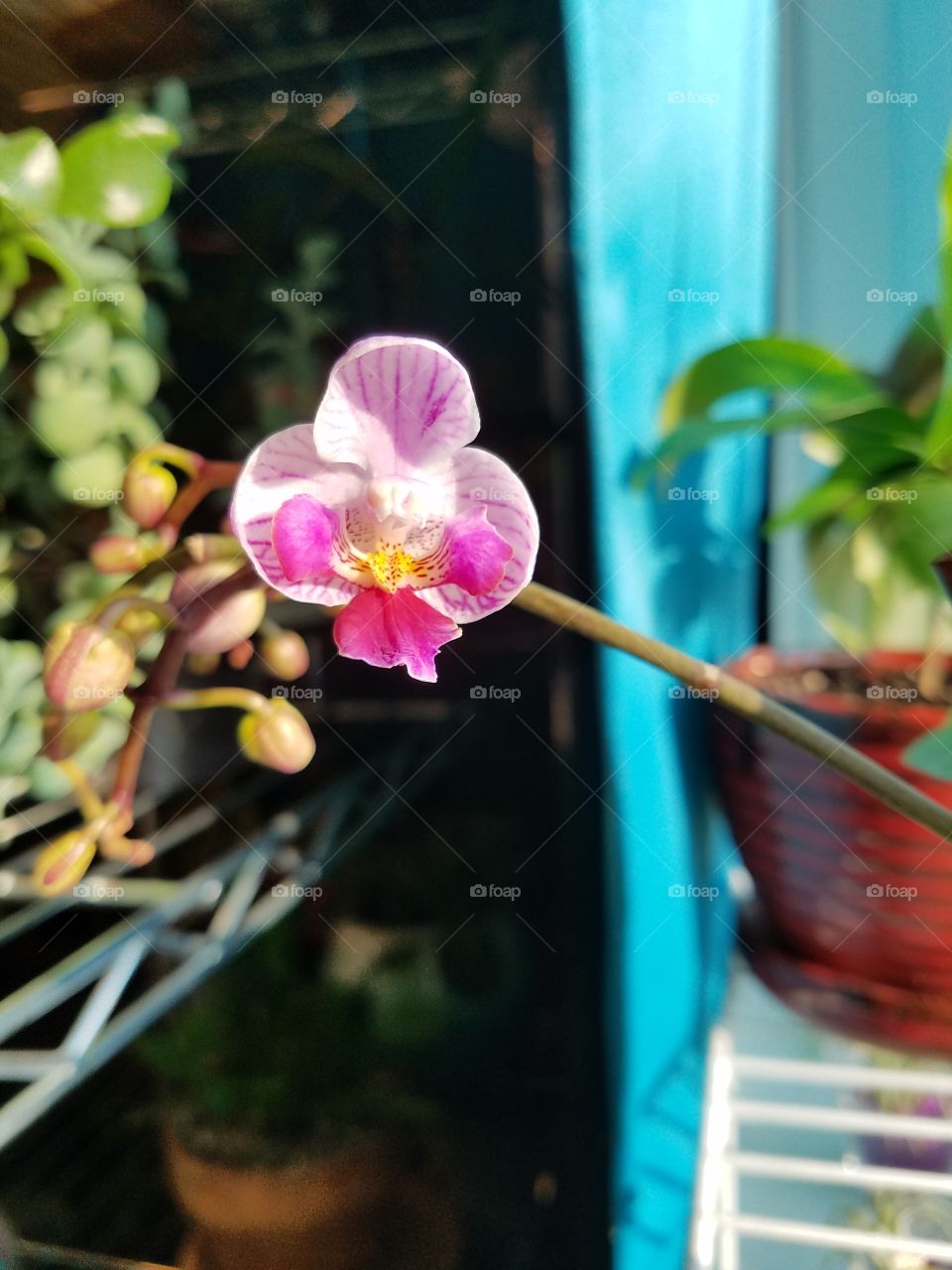 mini orchid in bloom