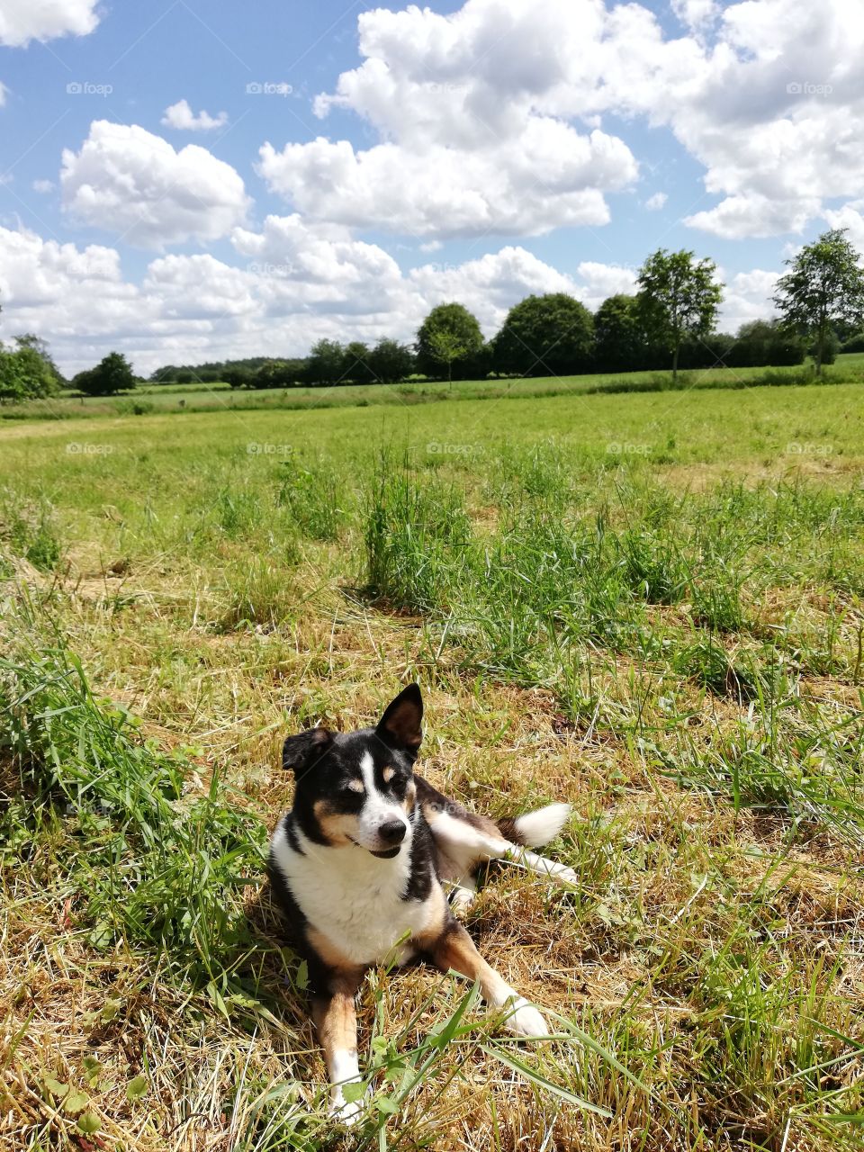 Dog lying in a field with green grass and blue sky with clouds in the background