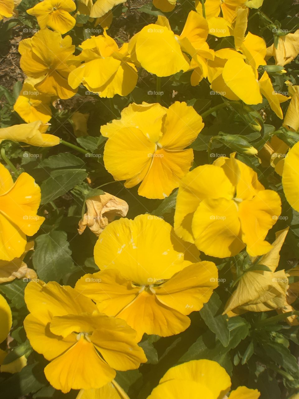 Yellow rhapsody 