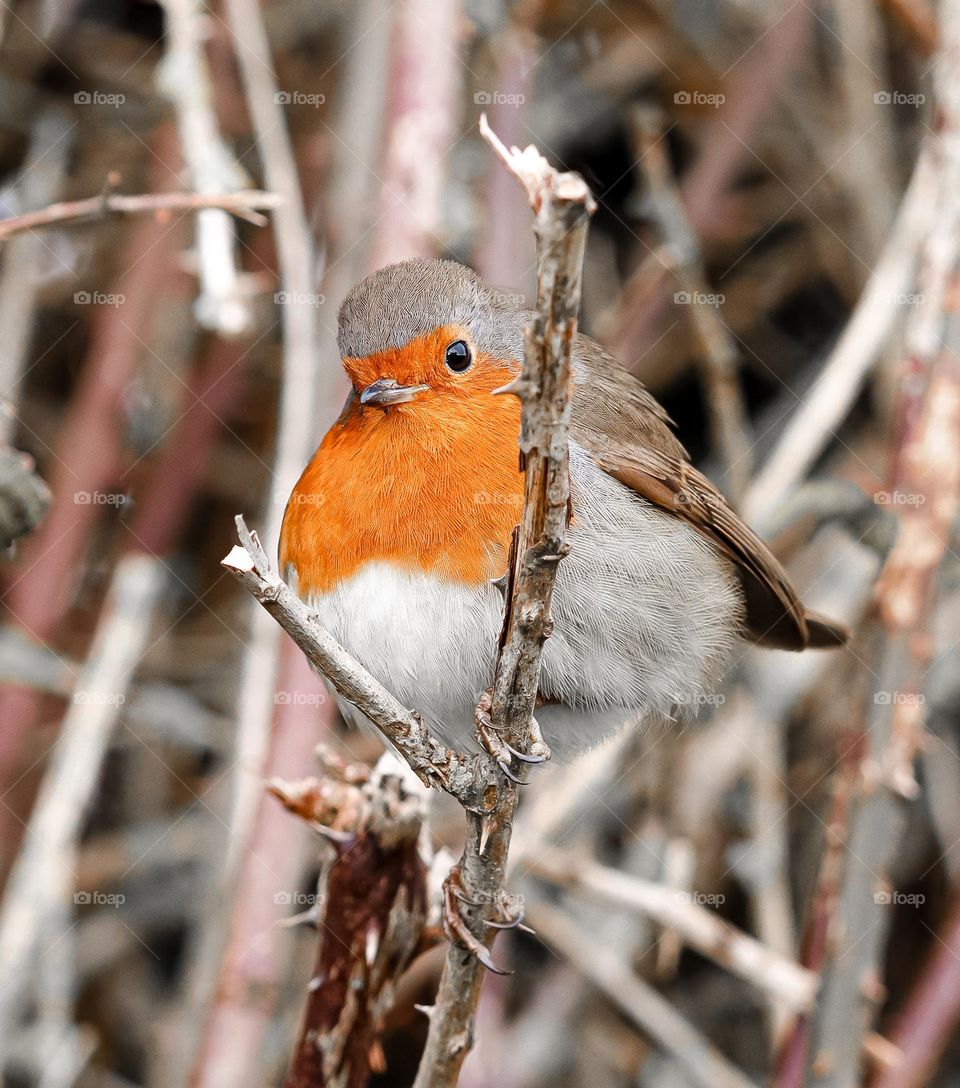 Orange Chested Bird Sits On A Tree Branch