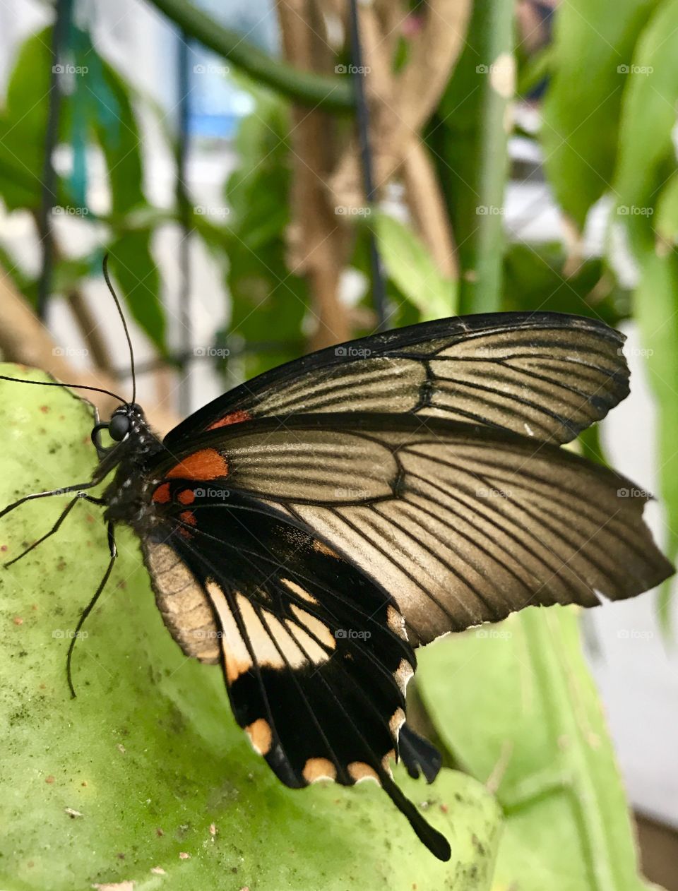 Close-Up Butterfly on Leaf