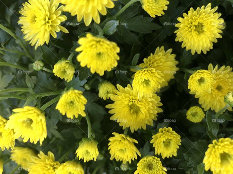 There are some beautiful flowers around right now, like these stunning yellow precision beauties.