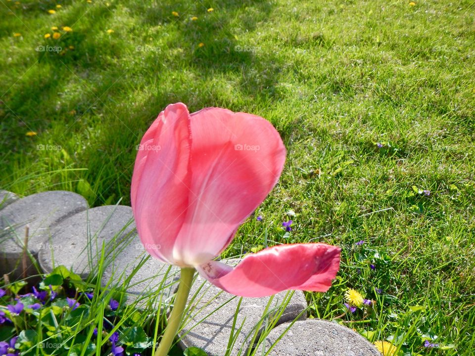 Tulip in spring
