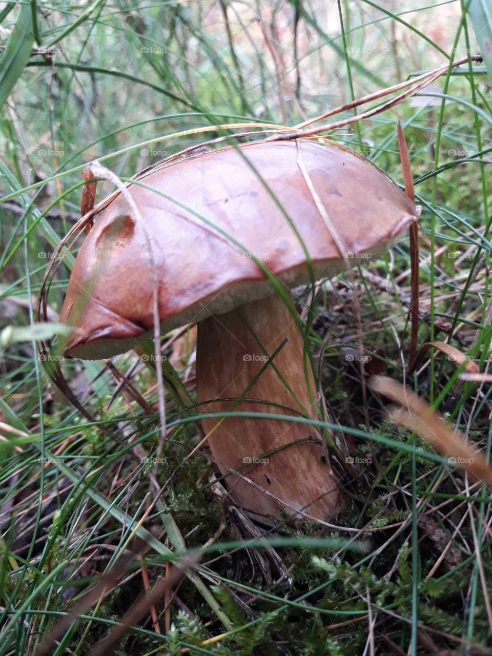 bay bolete mushrom