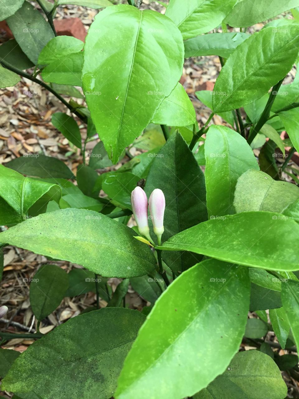 A sign of spring subsuma tangerine tree beginning to blooms. So aromatic 