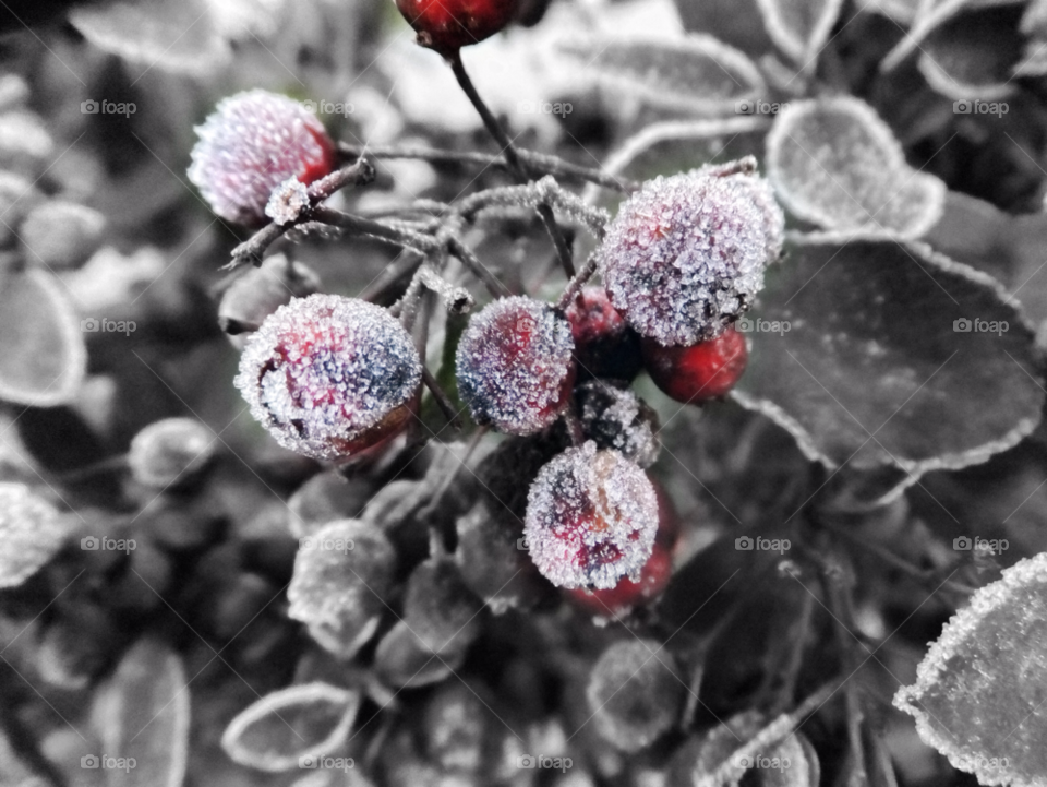 winter red cold berry by gregmanchester