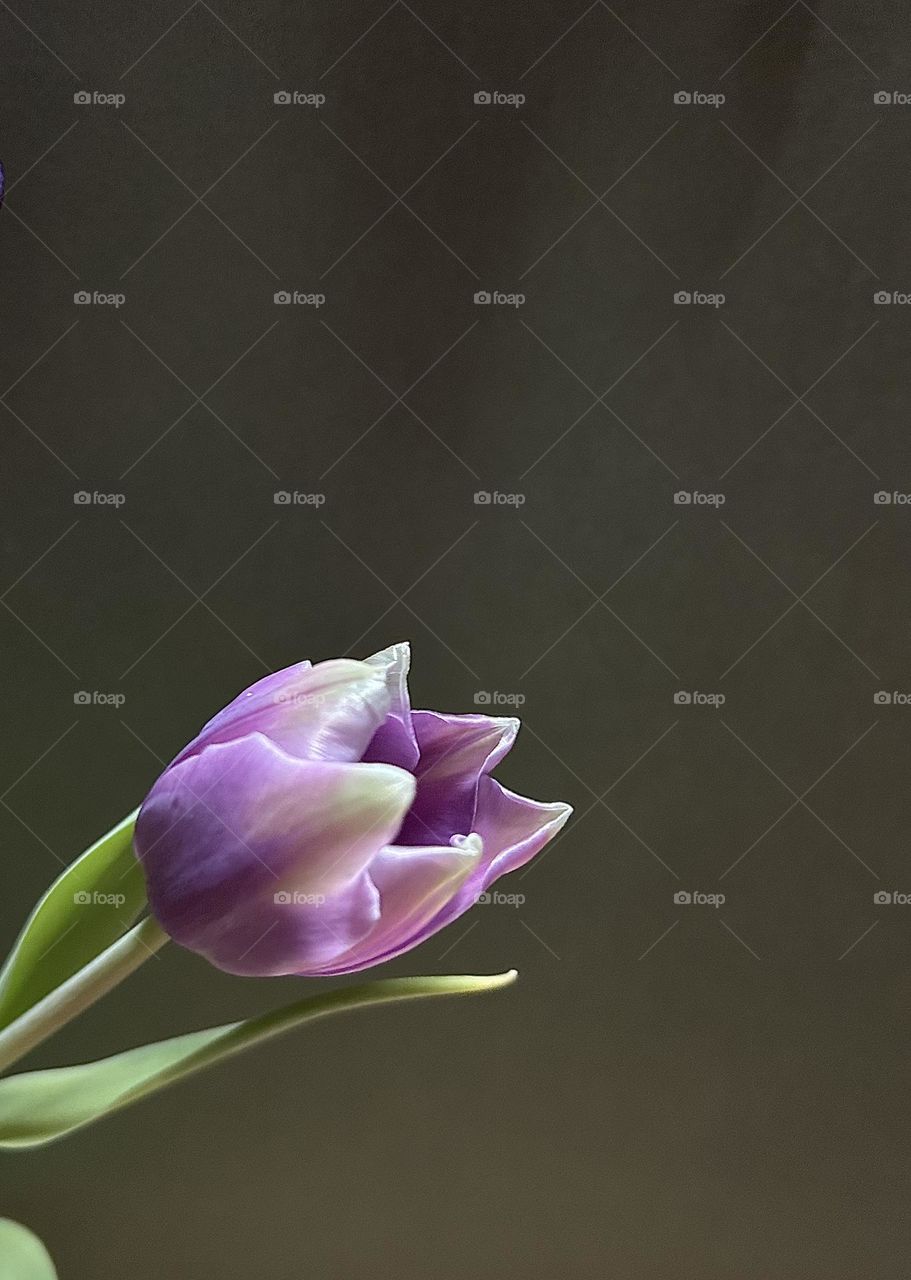 A photo of a purple tulip bud that is blossoming. 