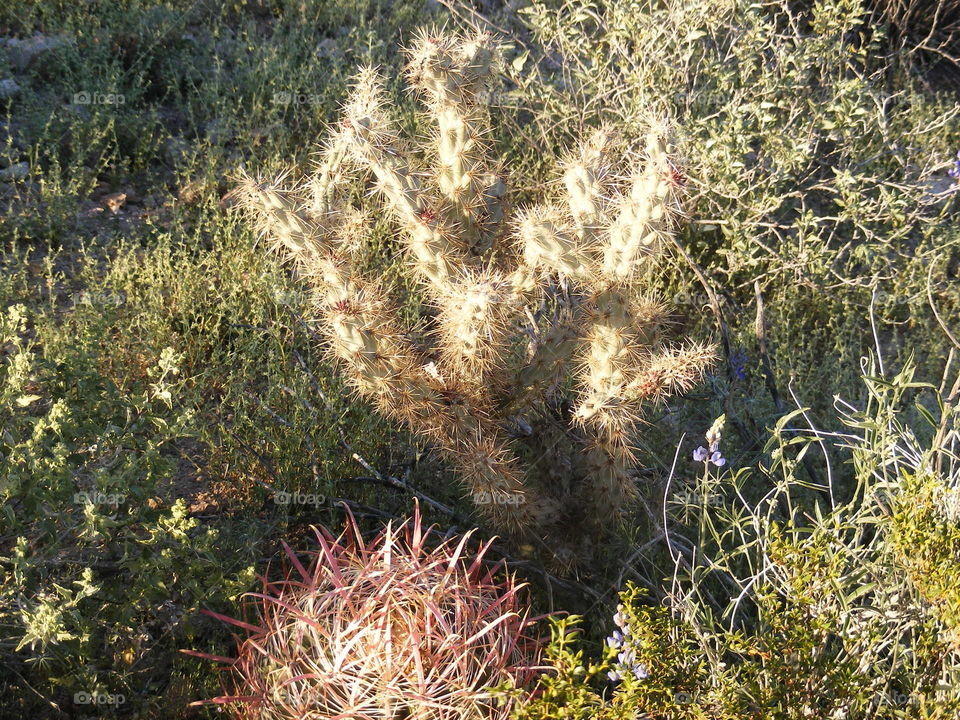 Variation of Cactus in Arizona