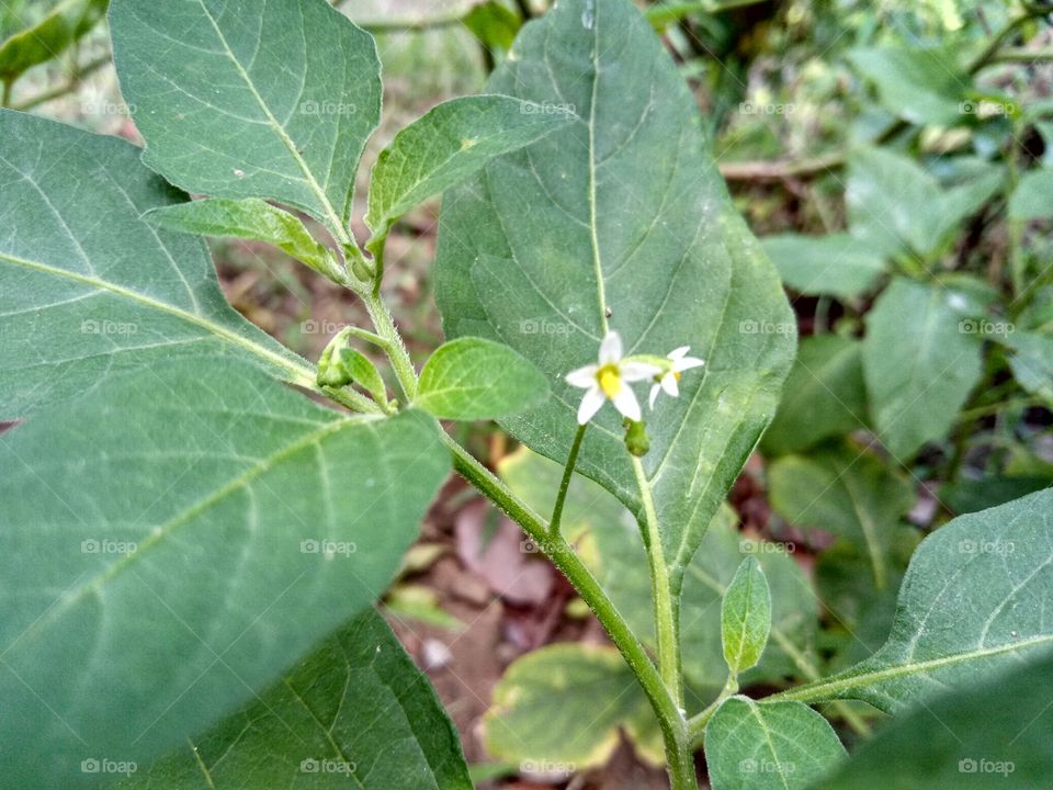 smallest flowers