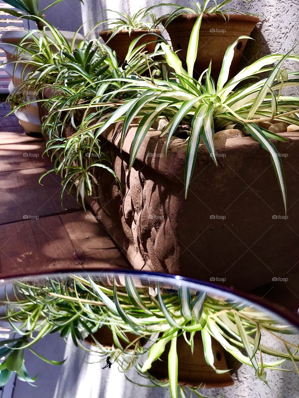 Mirrored plants