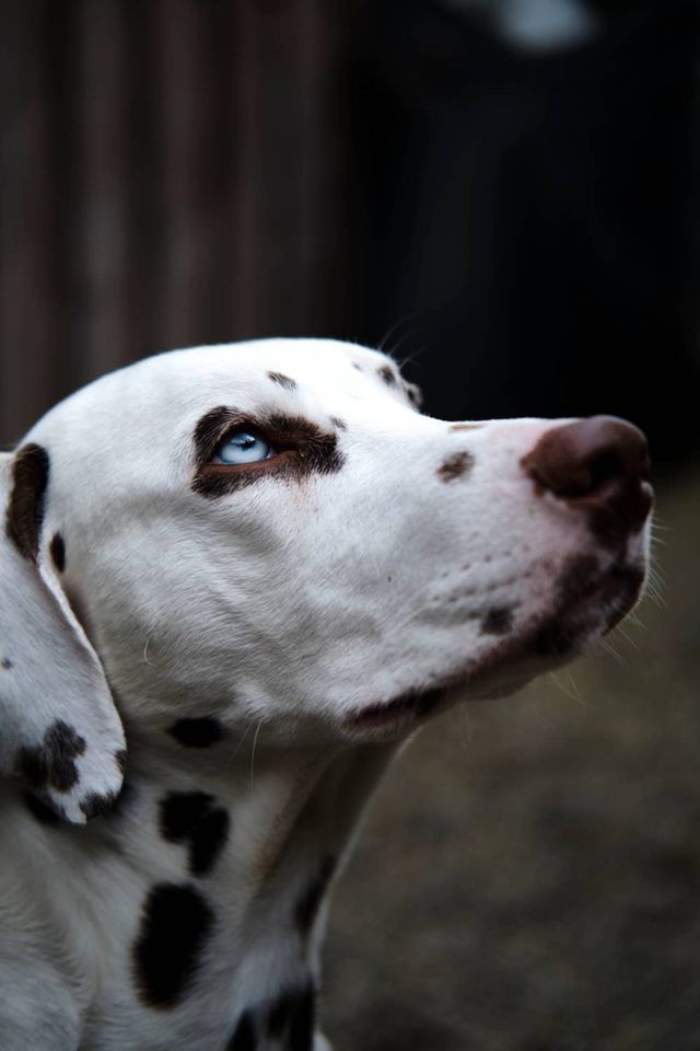 🐕