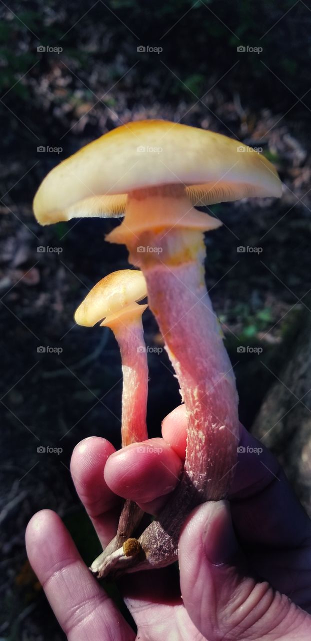 Holding a Mushrooms
