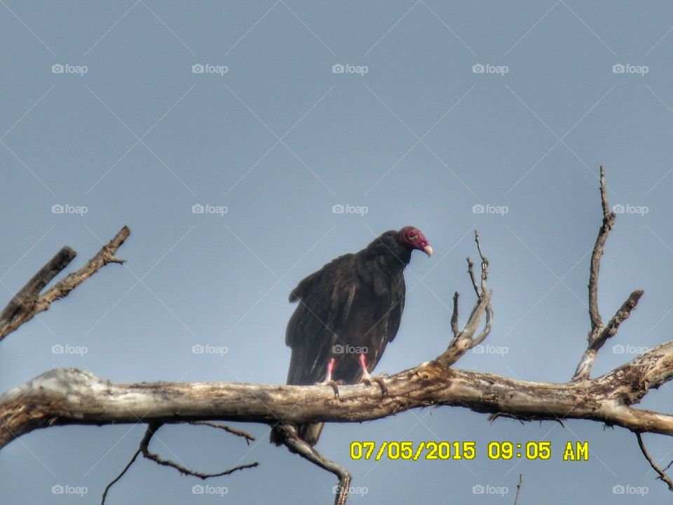 waiting for some lunch 2. This is another picture of the same Texas vulture that was posted up on a branch 🌿 waiting for roadkill