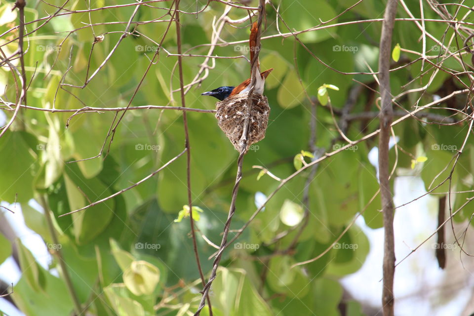 Indian Paradise Flycatcher