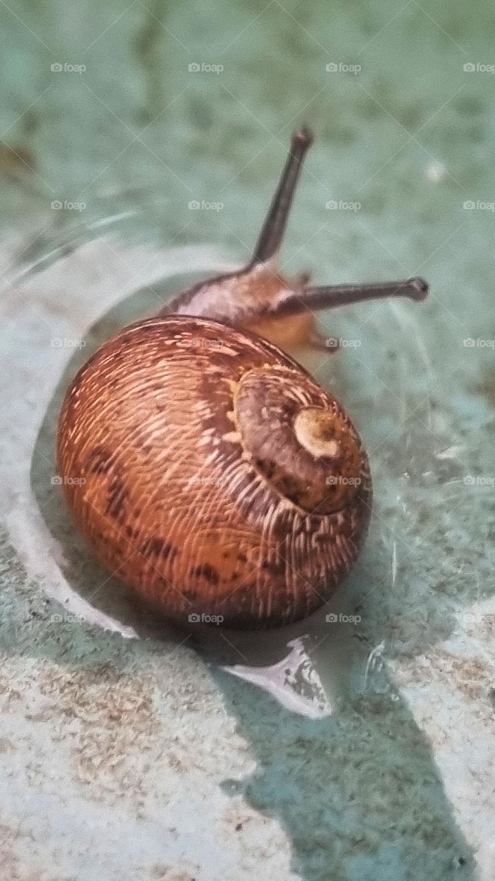 small snail enjoys water.