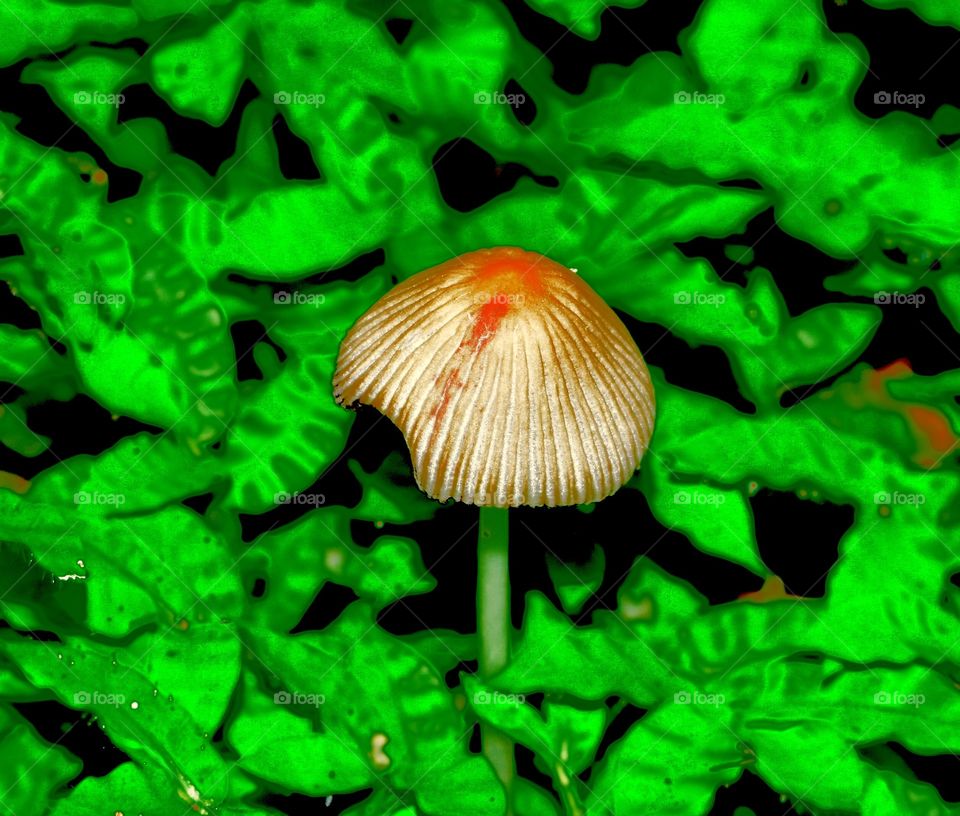 Mushroom in the forest