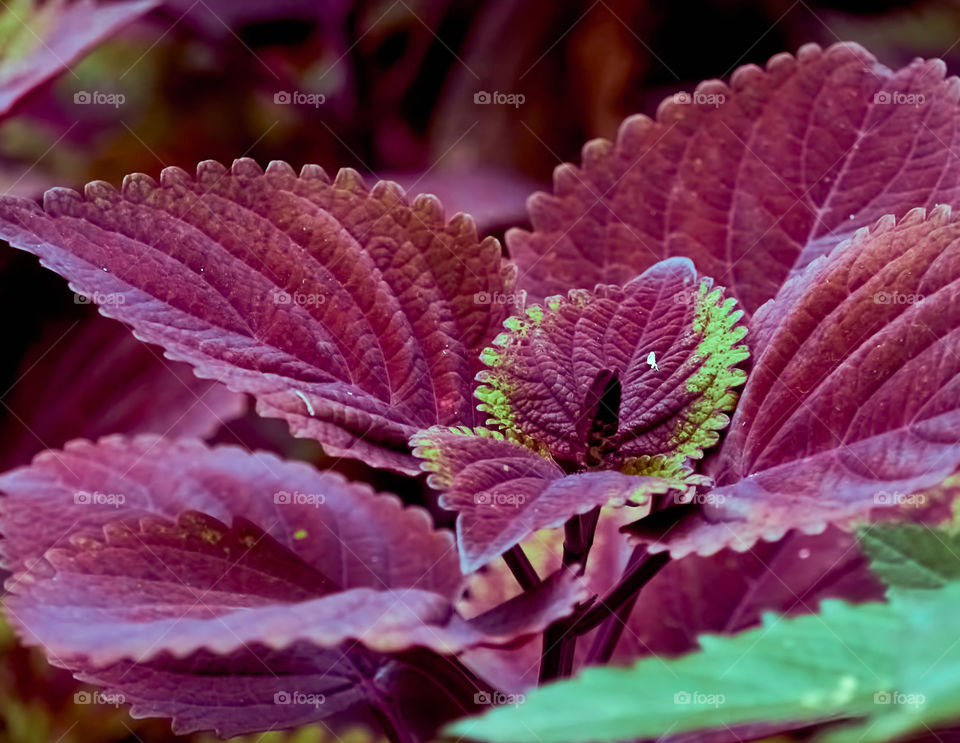 Floral photography - Coleus - Petal pattern