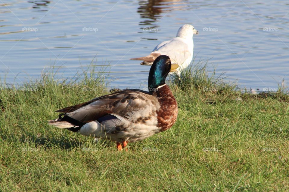 Duck, Bird, Waterfowl, Goose, Wildlife