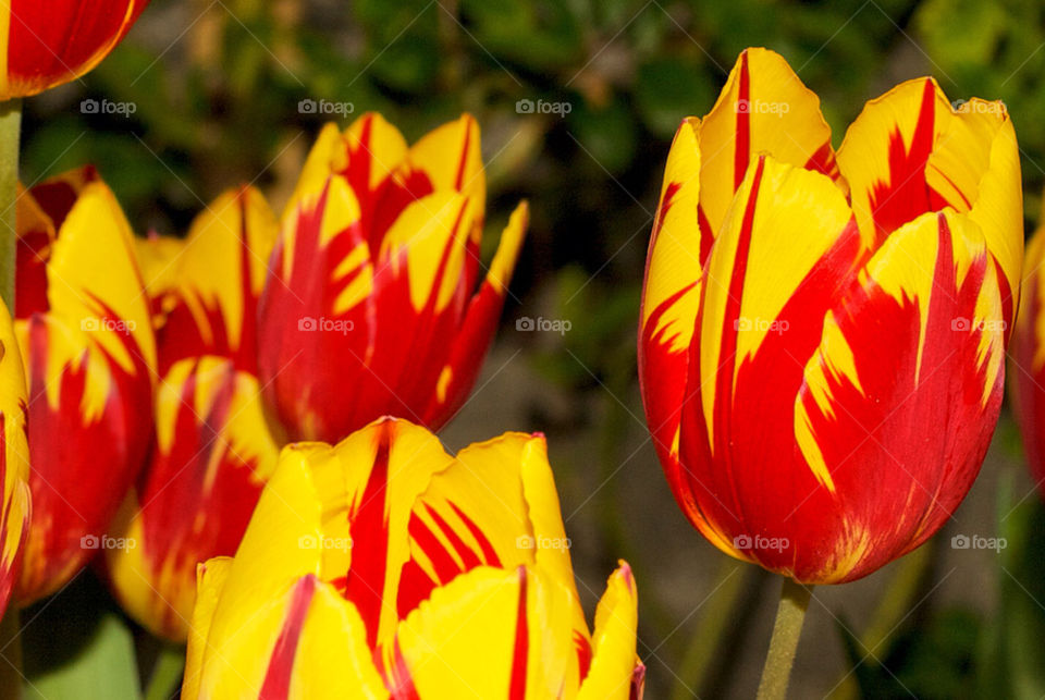 Tulips