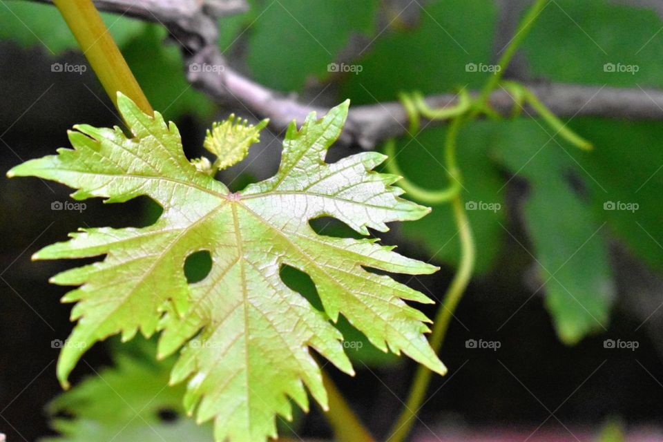 Grape leaf