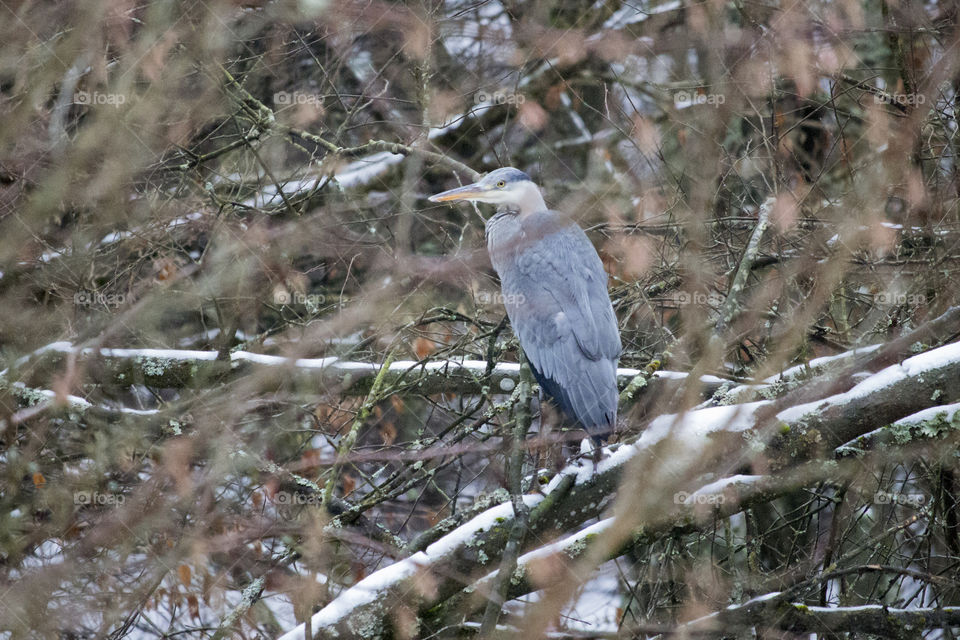 Grey large heron bird - sitting on snowy branch