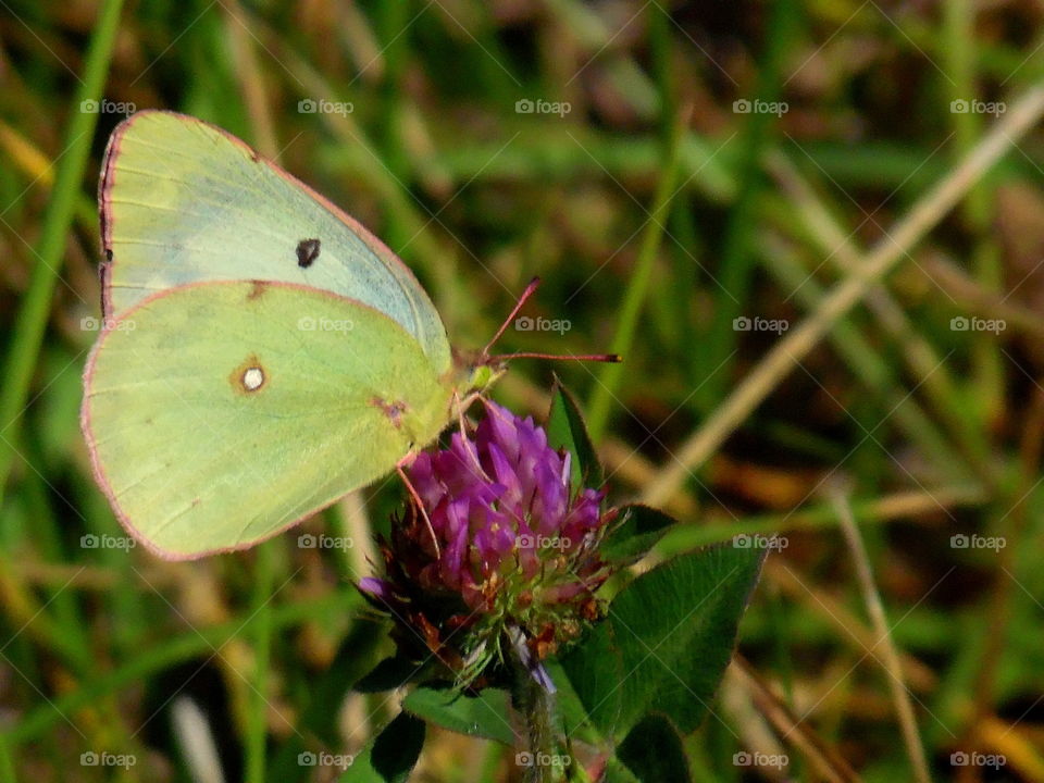 This is a pretty yellow butterfly getting nectar from this purple clover flower on a warm and bright sunny day.