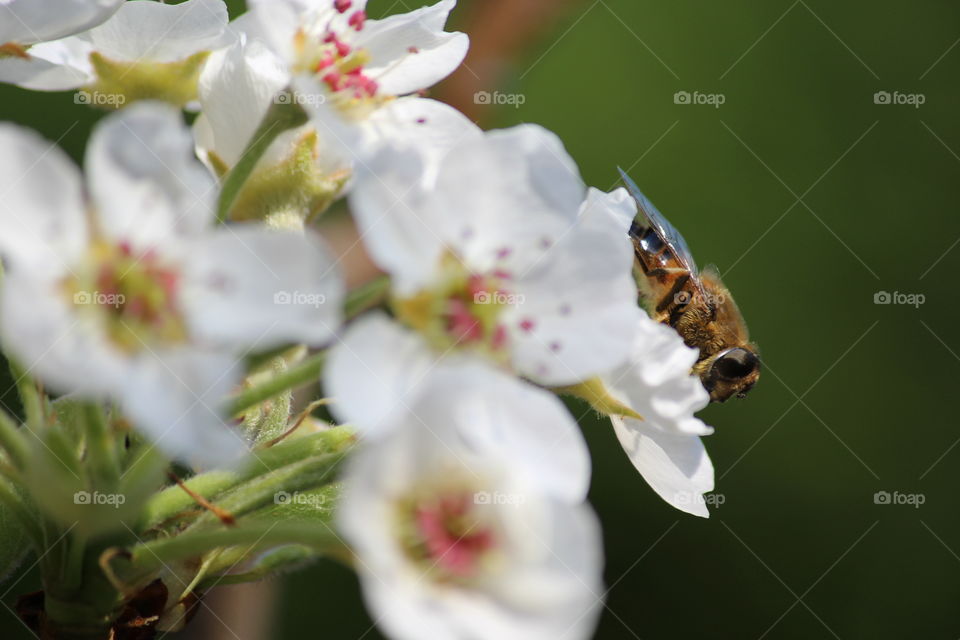 bee on pear