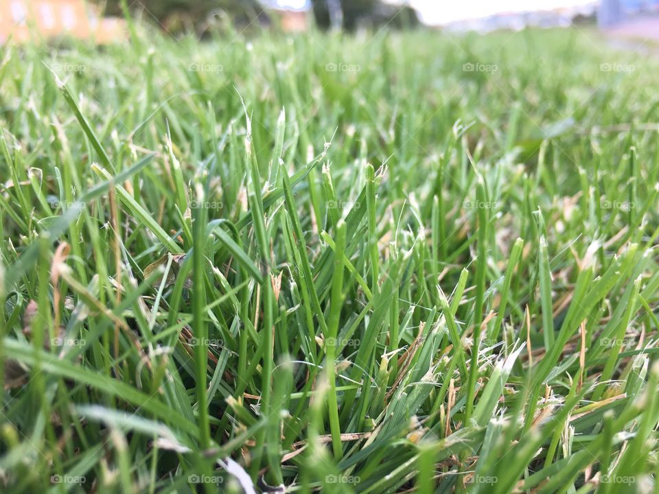 Grass closeup 
