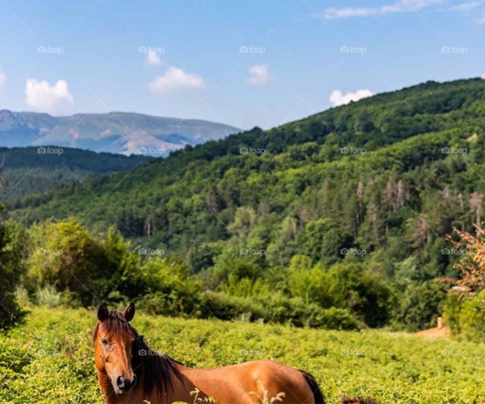 Mountain horse