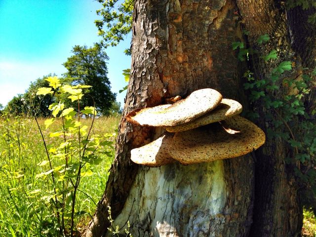 moshroom