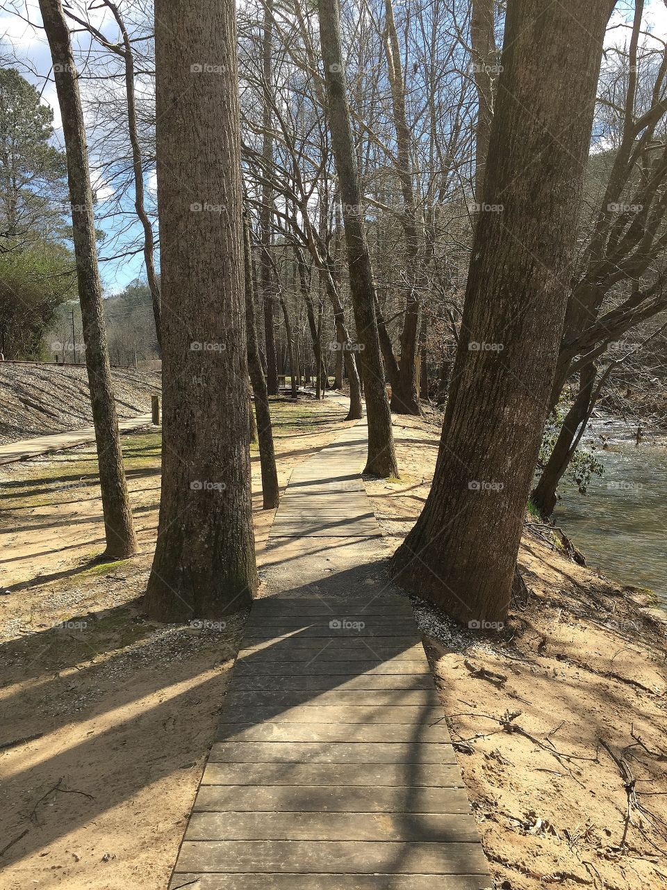 Trees on a walking trail