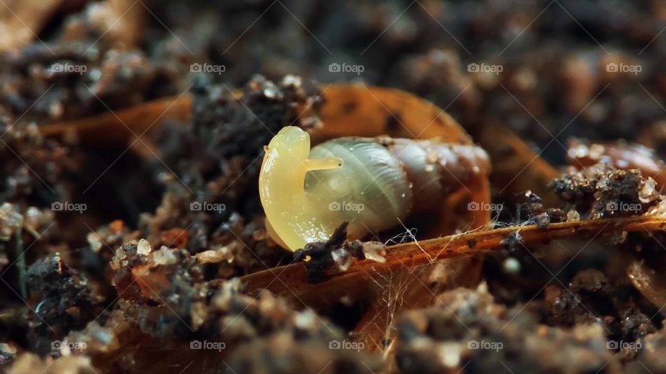 Snail on grounds, lifting head