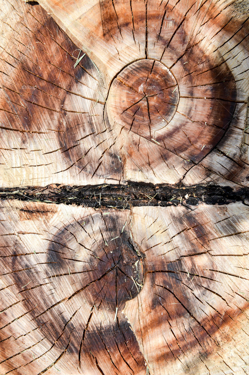 Symmetrical rings on a tree stump