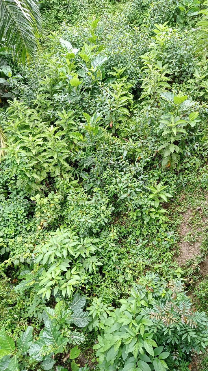 photo or image or background about the expanse of shrubs on the plains of cliff land, Indonesia