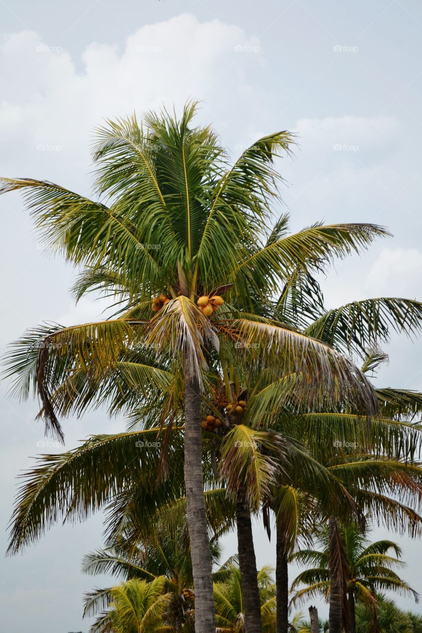 Coconut Palms. coconut palm trees