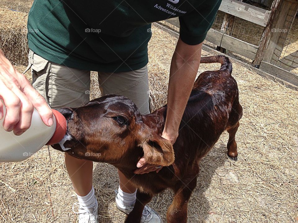 Tiny baby cow