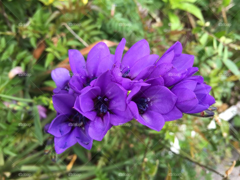 槍水仙（やりずいせん）  African corn lily