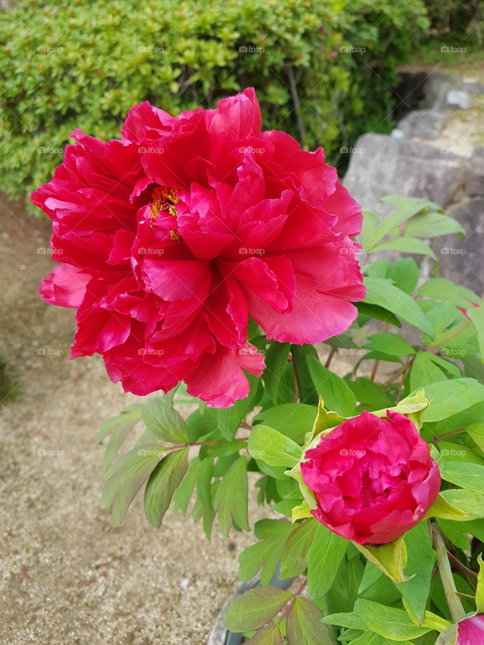 Paeonia at Hyogo JAPAN