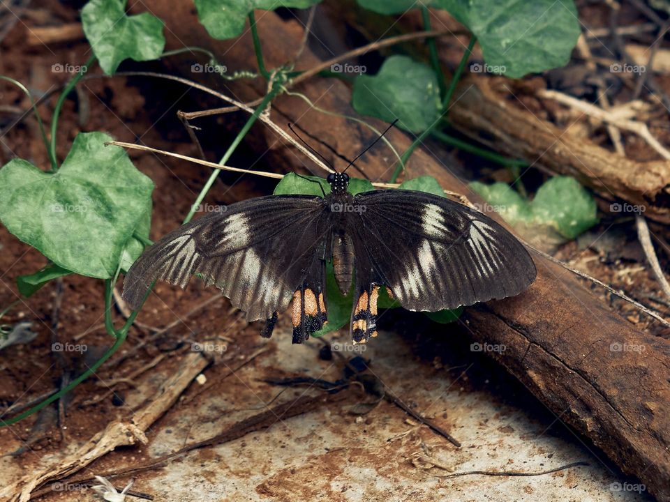 Macro style - Butterfly - Backyard garden 