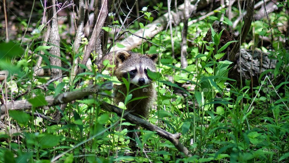Raccoon