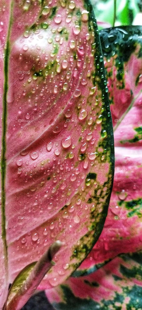 droplets on leaf