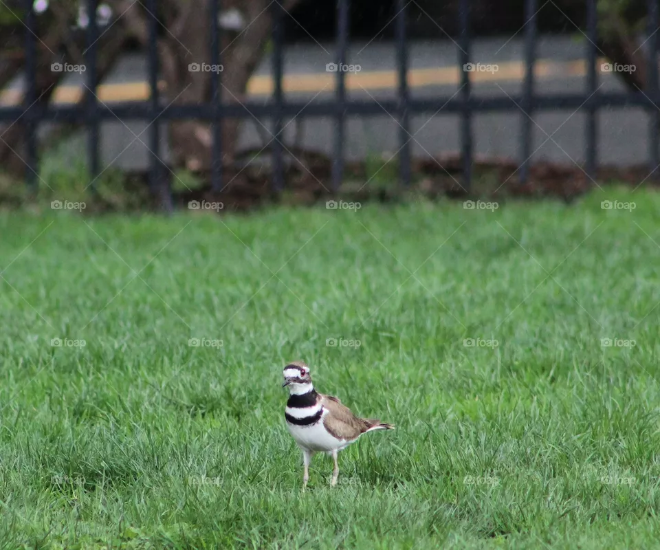 Killdeer (shorebird) in grass