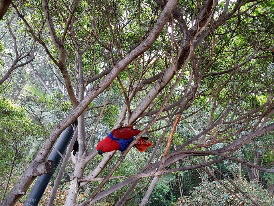 A Beautiful tropic bird in a tree
