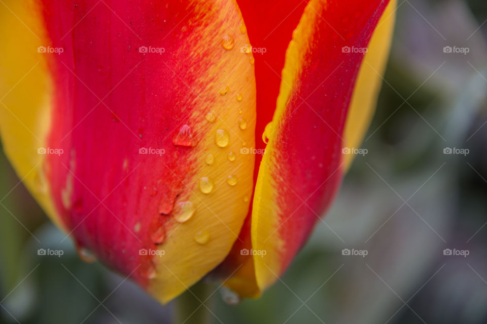 Tulip and water droplets 