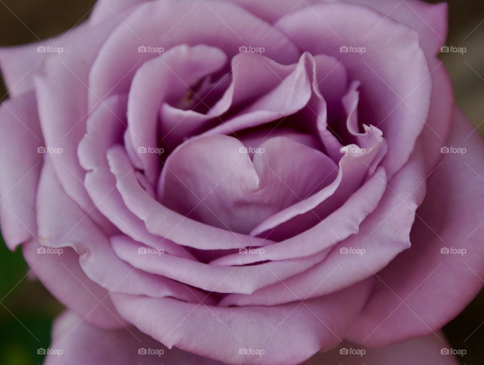 Purple rose 
