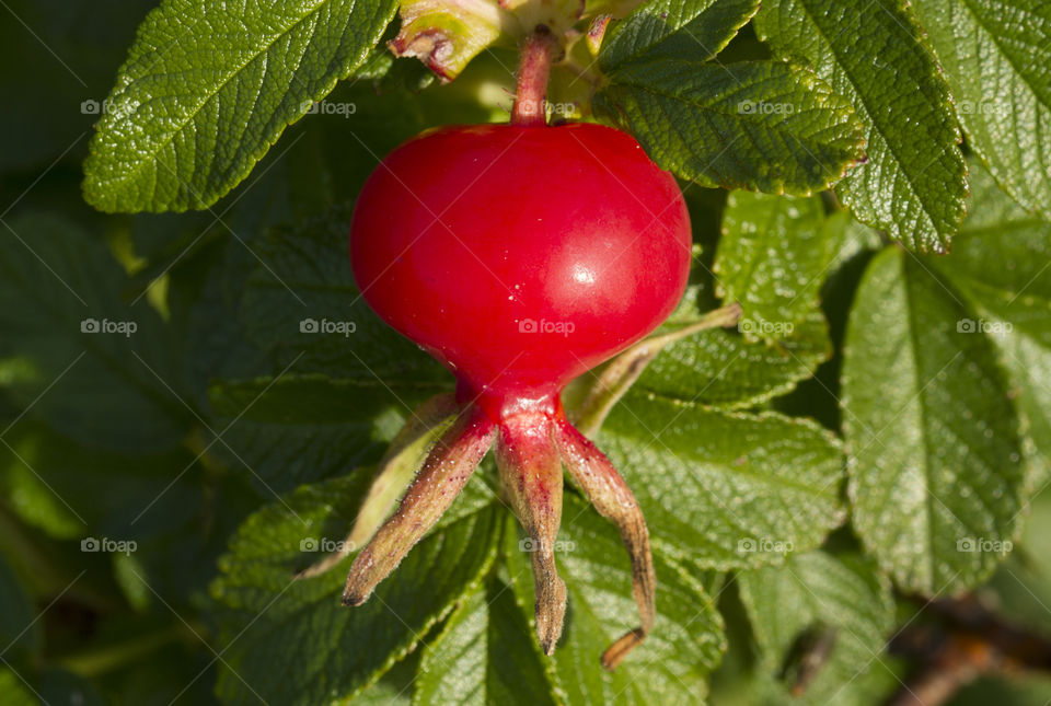 Red rose hip